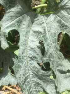 zucchini leaf